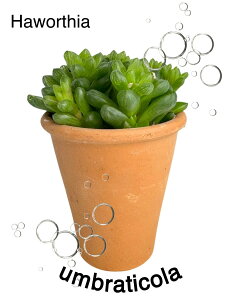 �E���u���e�B�R�[�� �� ���[�Y�|�b�g �� �����A�� �� �n�I���`�A �� �C���e���A �� �f�Ă��� �� ������