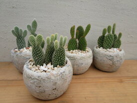 楽天市場 サボテン うさぎの通販