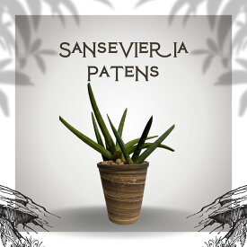 サンセベリア ◇ 陶器鉢 ◇ 多肉植物 ◇ 穴あき ◇ 観葉植物
