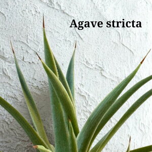 AKx    픫  hCK[f  A  CeA  