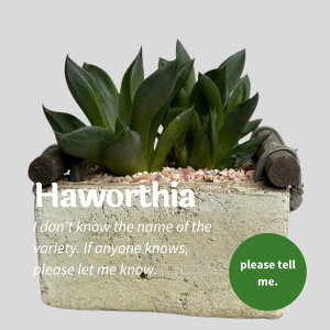 A nI`A  i햼s ĔȂ  CeA 