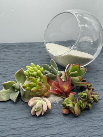 ベンケイソウ ◇ おまかせ8種 ◇ カット苗 ◇ ガラスボール・砂付き ◇ 送料無料 ◇ 寄せ植え ◇ インテリア