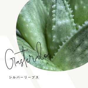 KXeG  Vo[[uX  2.5|bg  A
