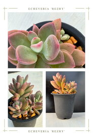 ベンケイソウ ◇ エケベリア ◇ レズリー ◇ 2.5号ポット ◇ 多肉植物