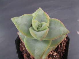楽天市場 多肉植物 星の王子の通販