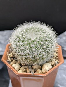 Iׂ T{e  ʃT{e  2|bg  W A