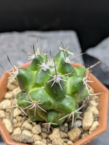 Iׂ T{e  ʃT{e  2|bg uJVX A ԃT{e