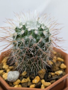 Iׂ T{e A  ʃT{e  2|bg ́X