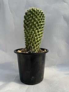  T{e A }~A  ԃT{e ֊  4.5|bg  ԃT{e o