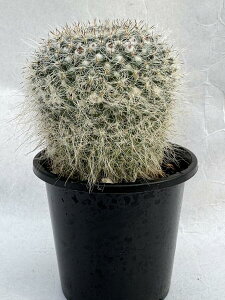  }~A  T{e A ʉ  3|bg  A  ʃT{e