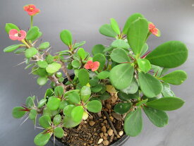 楽天市場 ユーフォルビア 花キリンの通販