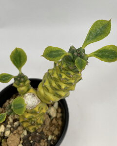 A  ifjE  `FC    3|bg