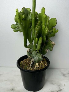 [tHrA  CJfh  ԉ  3|bg 