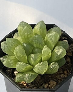 A nI`A Iuc[T  2|bg  Iuc[T 