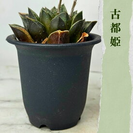 ハオルチア 古都姫 新古都姫 2.5号 多肉植物 軟葉系 スプレンデンス系 観葉植物 きれい 小型 インテリア グリーン
