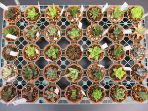 ハオルチア 寄せ植えの人気商品 通販 価格比較 価格 Com ハオルチア 寄せ植えの人気商品 通販 価格比較 価格 Com