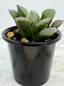 A nI`A  cM  3|bg  Rvg z _} KXۑ