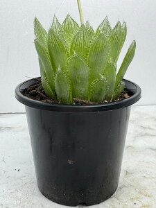 ��t ���[�X�n �� �����A�� �n�I���`�A �� �{���V�[ �� 3���|�b�g �� �H��