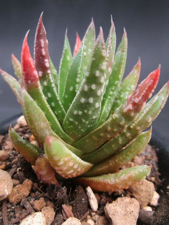楽天市場 多肉植物 ハオルチア 冬の星座 X アストロロバ ２ ５寸鉢 天守閣 Luz楽天市場店