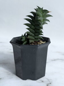 �����A�� �n�I���`�A �� �r�X�R�[�T �� �g���A���O�����X �� 2���|�b�g ��