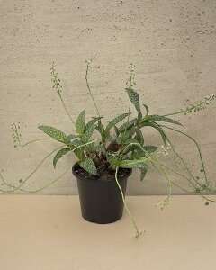 A  f{EA  pEVt[  3|bg 