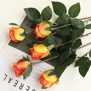  CeA IW1 5{ [Y o KN ͂Ȃ A[gt[ ̓v[g Mtg 킢 j   X iX  p[eB[ a ԑ 蕨̉