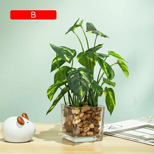 tFCNO[  A ~ KXt lHϗtA { 25cm CeA ItBX X  Be u ͂Ȃ b炸  k Vz JX 蕨