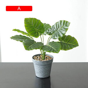 tFCNO[  A XCJ̗tZbg lHϗtA { 33cm ~ k CeA  X  u ͂Ȃ b炸  JXj ]j v