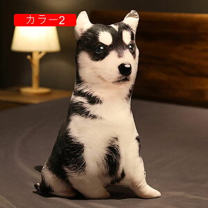 L  ʂ 킢 lR A 50cm LNbV  YQ X  v[g Mtg a 蕨 j