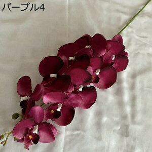  IVW[   { sv  ͂Ȃ  ʐ^Be j v[g a p  ̓Mtg u[P hCt[