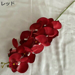  IVW[   { sv  ͂Ȃ  ʐ^Be j v[g a p  ̓Mtg u[P hCt[