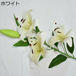  ͂Ȃ  {   ̓Mtg LO  { sv  t[ 뉀 Ԍ|p v[g  iX ԑ VN