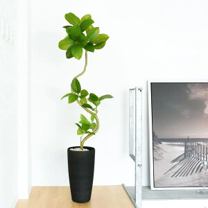 ő10|Cg&3000N[|GET r[T tBJXAeV} TPv^[ H150cm ϗtA tFCNO[ eco    A[eBVt[  i { ԕr 