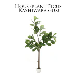 5%offN[|zz ϗtA tFCN ^  tFCNO[ tBJX JVoS 80cm 170cm CeAG O[ AeB[N u IuWF K[f  CeA 