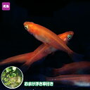楽天市場 観賞魚 種 観賞魚 メダカ 人気ランキング1位 売れ筋商品