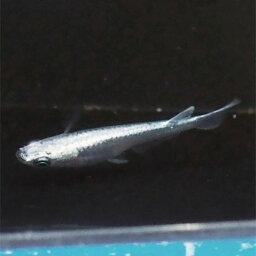 楽天市場 メダカ 鉄仮面 直仔 青みゆき 幹之 めだか 未選別 稚魚 Ss Sサイズ 10匹セット 青 幹之 ミユキ メダカ 淡水魚 めだかシーズン 楽天市場店