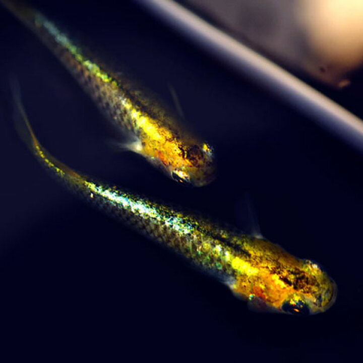 楽天市場 メダカ 紀州黒黄 こくおう めだか 未選別 稚魚 Ss Sサイズ 5匹セ ット 黒黄 幹之 ミユキ メダカ 淡水魚 めだかシーズン 楽天市場店
