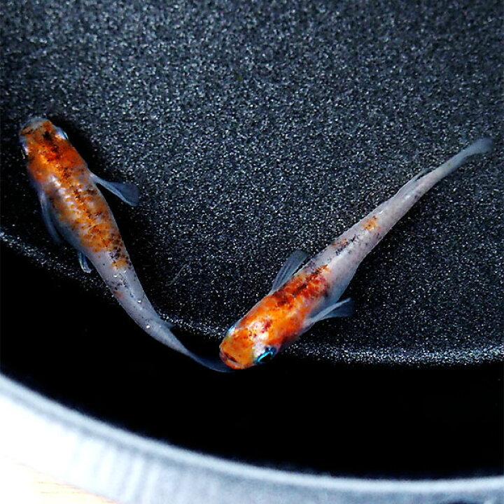 楽天市場 メダカ 紀州三色 非透明鱗 めだか 未選別 稚魚 Ss Sサイズ 5匹セット 赤 三色 錦 非透明鱗 稚魚 子供 メダカ 淡水魚 めだかシーズン 楽天市場店