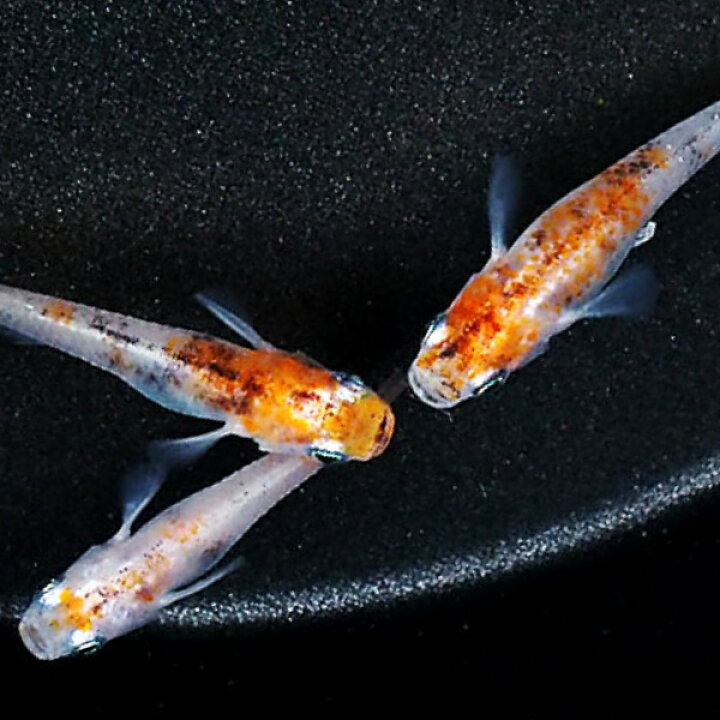 楽天市場 メダカ 紀州三色 非透明鱗 めだか 未選別 稚魚 Ss Sサイズ 10匹セット 赤 三色 錦 非透明鱗 稚魚 子供 メダカ 淡水魚 めだかシーズン 楽天市場店