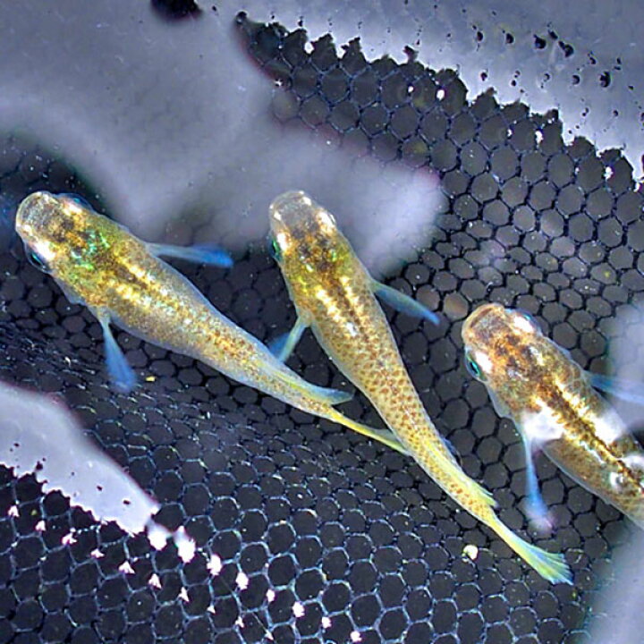 楽天市場】メダカ 鳳凰めだか 未選別 稚魚(SS〜Sサイズ) 10匹セット 金 ヒカリ ホタル メダカ 淡水魚 : めだかシーズン 楽天市場店 楽天市場】メダカ 鳳凰めだか 未選別 稚魚(SS〜Sサイズ) 10匹セット 金 ヒカリ ホタル メダカ 淡水魚 : めだかシーズン 楽天市場店