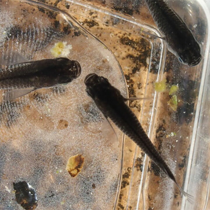 楽天市場 メダカ 小川ブラックめだか 未選別 稚魚 Ss Sサイズ 10匹セット 黒 ブラック メダカ 淡水魚 めだかシーズン 楽天市場店
