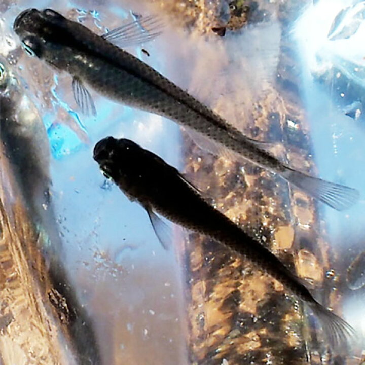 楽天市場 メダカ 小川ブラックめだか 未選別 稚魚 Ss Sサイズ 10匹セット 黒 ブラック メダカ 淡水魚 めだかシーズン 楽天市場店