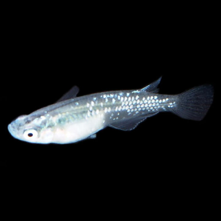 楽天市場 メダカ 青ラメみゆき 幹之 めだか 10匹セット 青 ラメ 幹之 ミユキ メダカ 淡水魚 めだかシーズン 楽天市場店