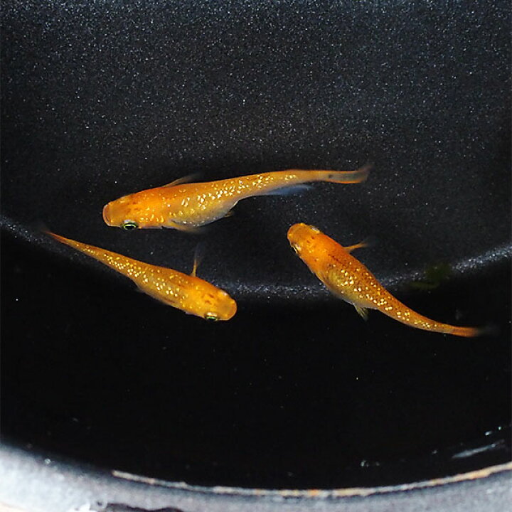 楽天市場 メダカ クリアブラウンラメめだか 未選別 稚魚 Ss Sサイズ 5匹セット 金 黒 クリアブラウン ラメ メダカ 淡水魚 めだかシーズン 楽天市場店