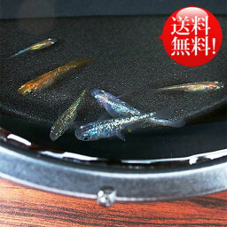 楽天市場 メダカ めだか おまかせ 虹色ラメめだかミックス 未選別 稚魚 Ss Sサイズ 10匹セット ミックス ラメ 虹色 幹之 ミユキ メダカ 淡水魚 めだかシーズン 楽天市場店