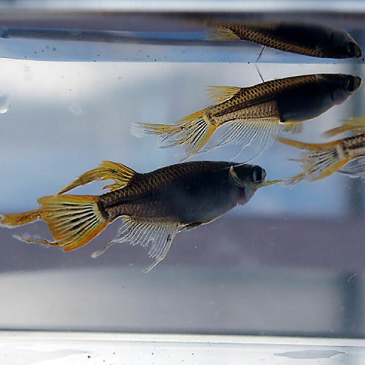 楽天市場 メダカ ブラック黄金ヒレ長スワローめだか 未選別 稚魚 Ss Sサイズ 10匹セット 黒 金 ひれ長 スワロー メダカ 淡水魚 めだかシーズン 楽天市場店