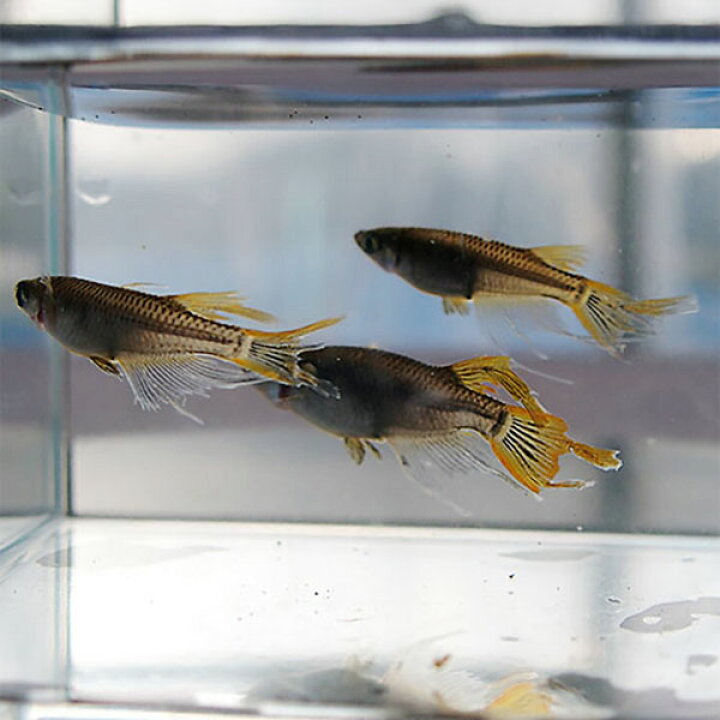 楽天市場 メダカ ブラック黄金ヒレ長スワローめだか 未選別 稚魚 Ss Sサイズ 5匹セット 黒 金 ひれ長 スワロー メダカ 淡水魚 めだかシーズン 楽天市場店