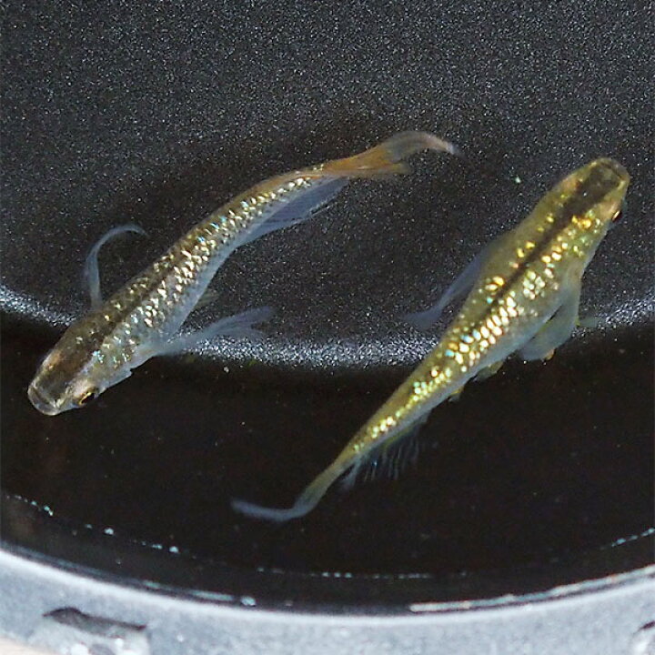 楽天市場 メダカ 琥珀ラメ 虹色 ヒレ長スワローめだか 未選別 稚魚 Ss Sサイズ 5匹セット 琥珀 虹色ラメ ひれ長 スワロー メダカ 淡水魚 めだかシーズン 楽天市場店