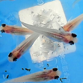 楽天市場 パンダ 観賞魚 熱帯魚 アクアリウム ペット ペットグッズの通販