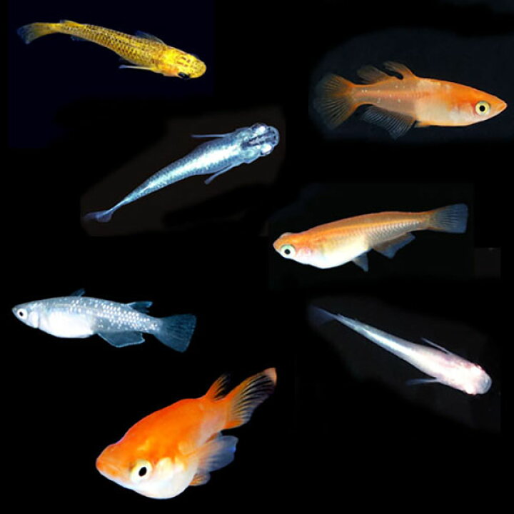 楽天市場 メダカ めだか おまかせシーズンミックス 未選別 稚魚 Ss Sサイズ 匹セット おまけ浮き草付き 送料無料 北海道 沖縄県 東北地方除く ミックス 水草 淡水魚 めだかシーズン 楽天市場店